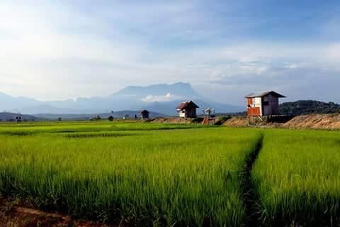 Taun Gusi Village Homestay Kota Belud Extérieur photo